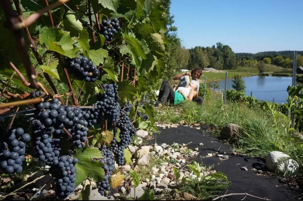 Namelis Salia Vynuogyno Holiday home Budziliai